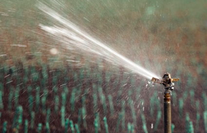 A sprinkler irrigates a field where farm workers planted Novavine drought-resistant grapevines at a farm in Woodland, California, U.S. April 25, 2022. Photo by Fred Greaves/REUTERS