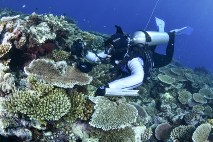 Majority of Great Barrier Reef coral studied in 2022 was bleached, Australian scientists say