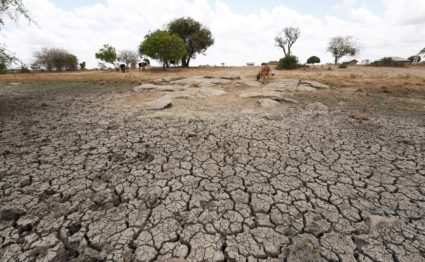 Livestock are seen on the drought field in Kidemu sub-location in Kilifi County, Kenya, March 23, 2022. Photo by Dong Jianghui/Xinhua via Getty Images