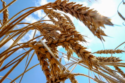 Wheat is seen in a field near the southern Ukranian city of Nikolaev July 8, 2013. Photo by Vincent Mundy/REUTERS