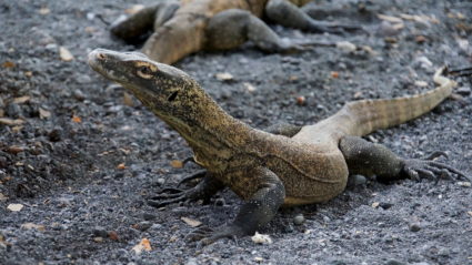 Indonesian zoo breeds Komodo dragons to save them from extinction