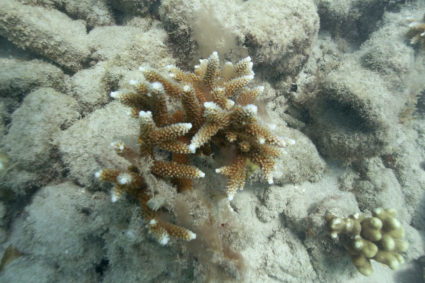 staghorn coral