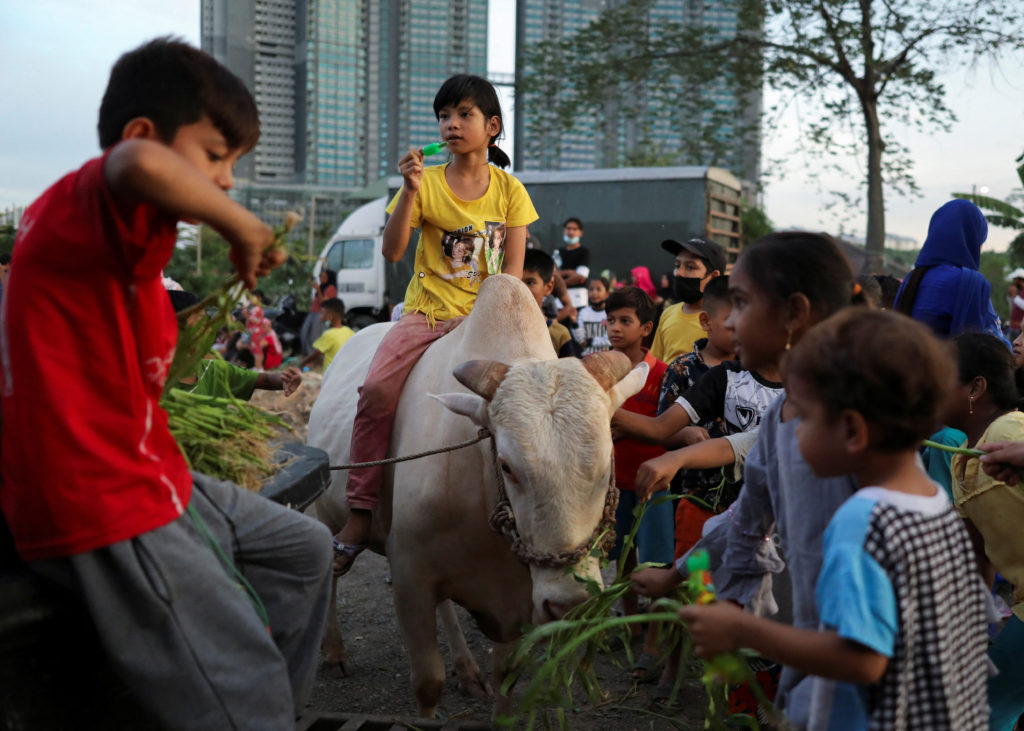 Rohingya refugee children feed a sacrificial cow on the eve of Eid al-Adha in Batu Caves