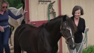horse