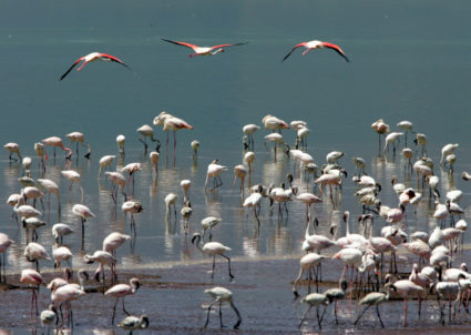 Flamingos are seen on the shore of Lake Bogoria in western Kenya.