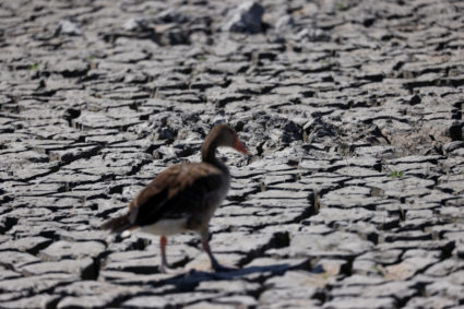 A grey goose walks in almost dried up Lake Zicksee near Sankt Andrae in Austria