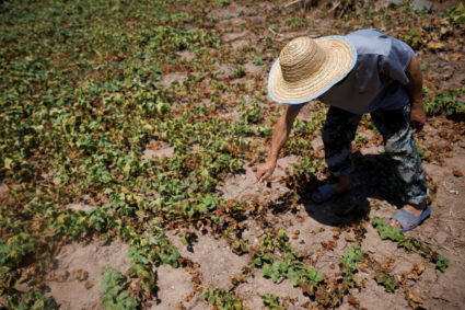Local farrmer Chen Xiaohua, 68, shows his dead sweet potato plants after all his crops perished as the region is experienc...