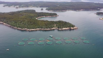 Aquaculture