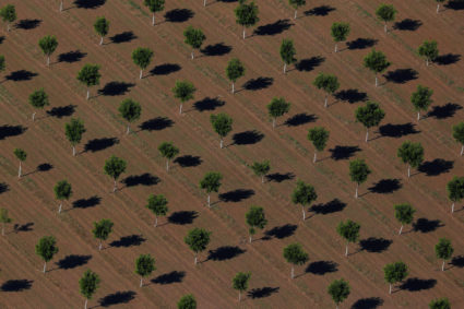 A field of young pecan tress grow on a farm near El Paso, Texas, U.S. June 18, 2018. Photo by Mike Blake/REUTERS