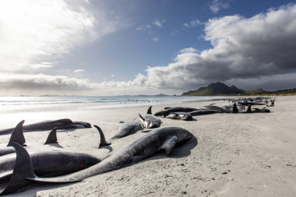 New Zealand Stranded Whales
