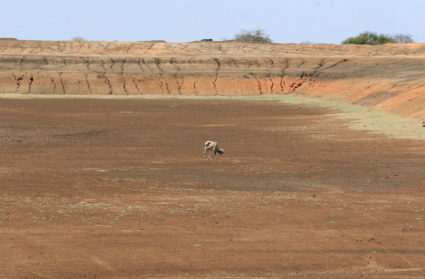 A cow walks in a dried Eresteno water pan project following a prolonged drought near the Kenya-Ethiopia border in Eresteno