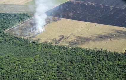 Virgin Amazon rainforest is seen bordering an area of several hundred hectares of jungle that was ...