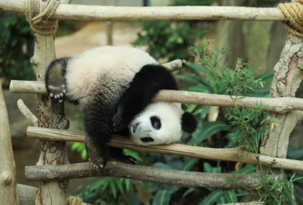Eleven-month-old giant panda cub, Sheng Yi plays at the National Zoo in Kuala Lumpur
