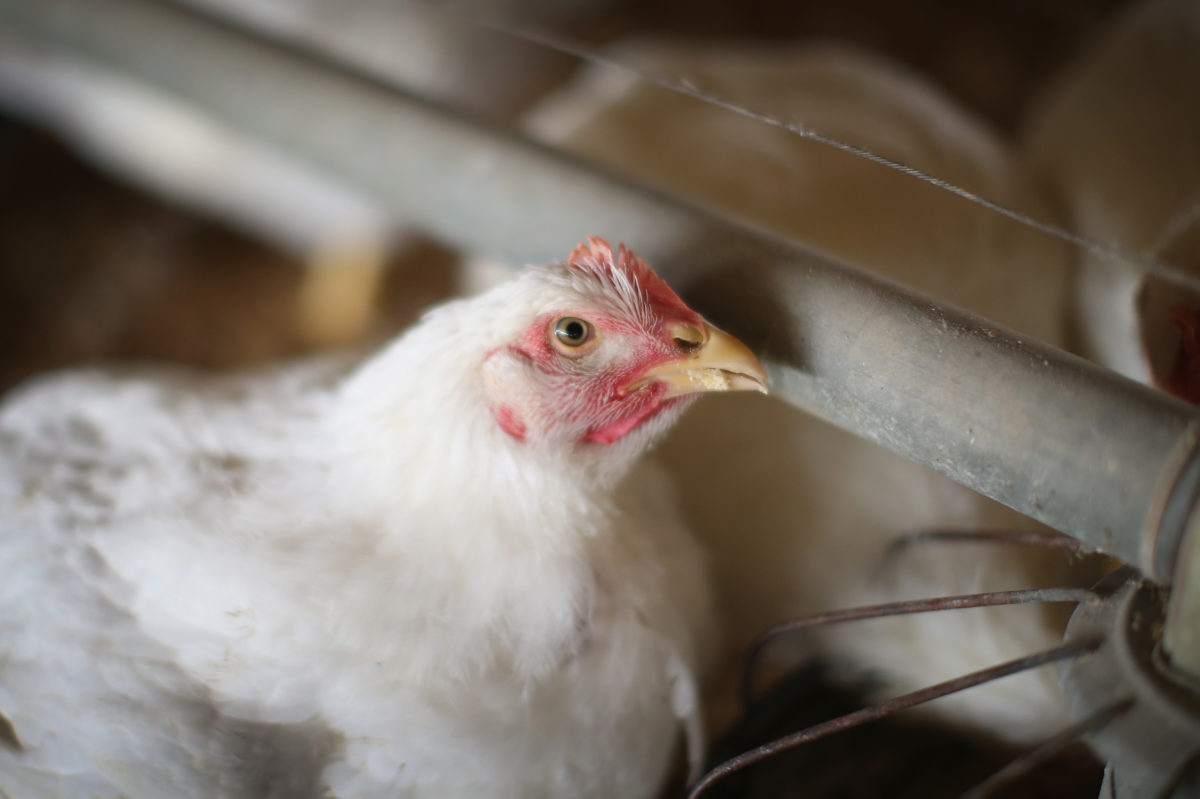 Bird flu outbreak prompts slaughter of 1.8 million chickens in Nebraska ...
