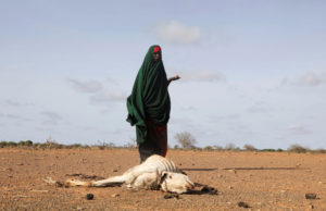 FILE PHOTO: Internally displaced Somali woman Habiba Bile stands near the carcass of her dead livestock following severe d...