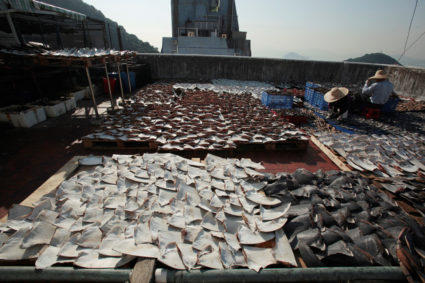 FILE PHOTO: Workers lay out pieces of shark fin to dry on a rooftop of a factory building in Hong Kong