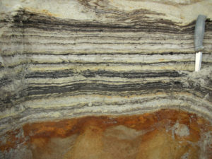 Close-up of organic material in the coastal deposits at the northern tip of Greenland