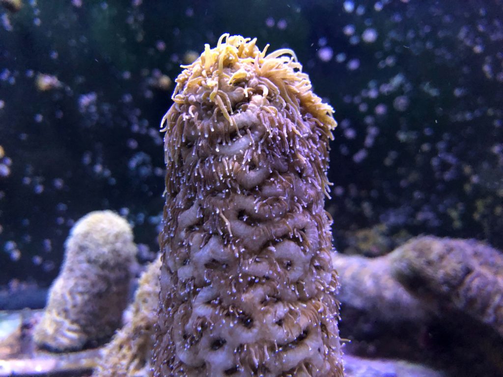 US-ENVIRONMENT-SCIENCE-OCEANOGRAPHY-CORAL-FLORIDA