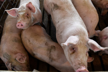 Hog farmer Mike Patterson's animals, who have been put on a diet so they take longer to fatten up due to the supply chain disruptions caused by coronavirus disease (COVID-19) outbreaks, at his property in Kenyon, Minnesota, U.S. April 23, 2020. Picture taken April 23, 2020. Photo by Nicholas Pfosi/REUTERS