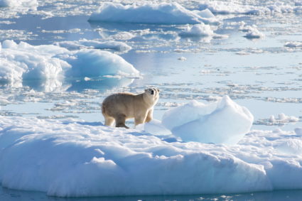 A southeast Greenland polar bear on glacier, or freshwater, ice is seen in this handout photograph taken in September 2016. Photo by Thomas W. Johansen/NASA Oceans Melting Greenland/Handout via REUTERS