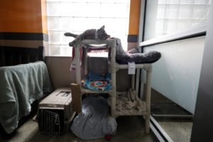 Animal fostering and adoptions nationally rise due to the coronavirus diesase (COVID-19), in Washington, U.S.