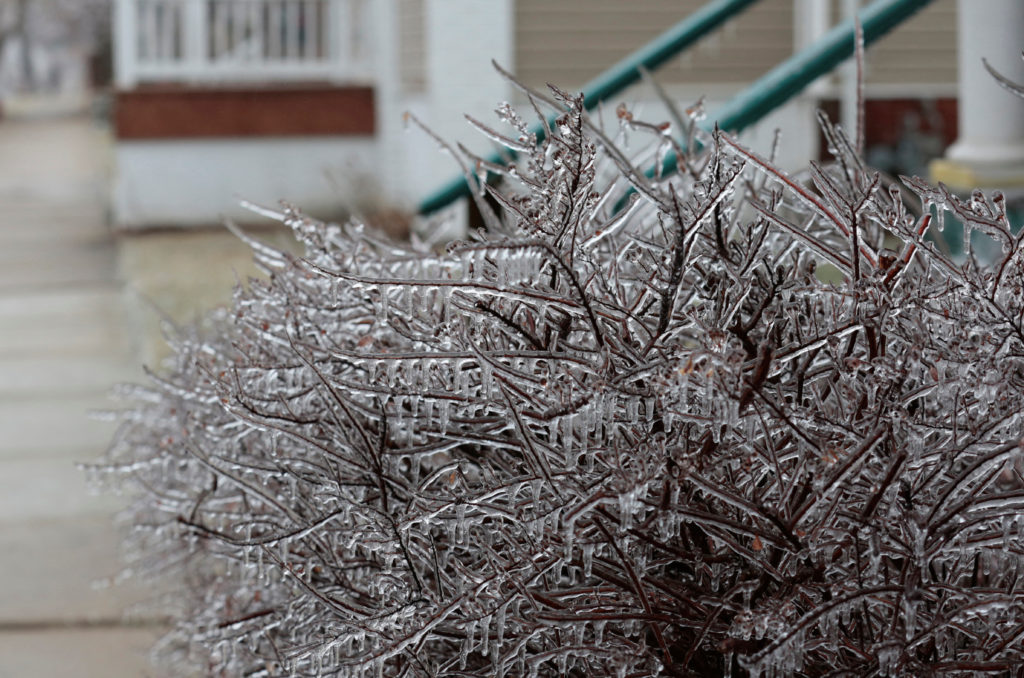 An ice covered bush is seen on the ground after a freezing ice storm in Detroit