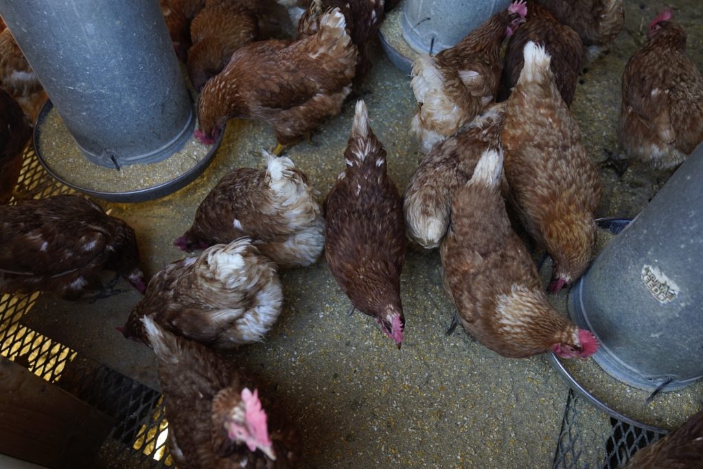 Avian flu strain raises concerns after outbreaks among mammals | PBS News