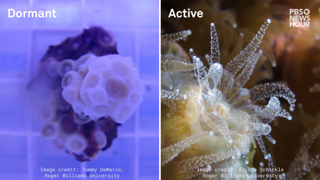 On the left, dormant Northern Star coral with its tentacles pulled in is shown in a lab setting. On the right, an active Northern Star coral is shown under a microscope with its tentacles out. 