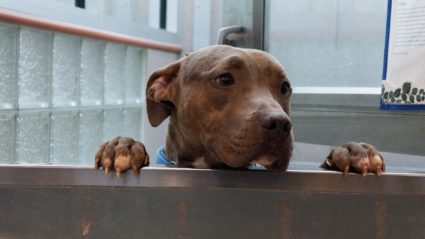 Pet adoptions decrease. Photo by Dorothy Hastings.