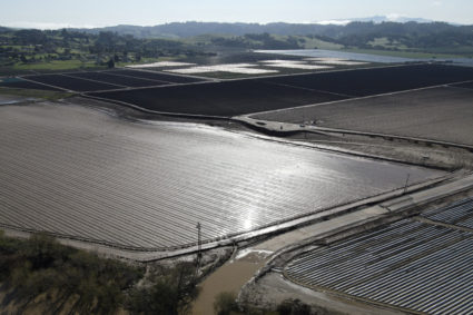 Planted strawberries are covered as floodwaters from the Pajaro River inundate residents after days of heavy rain in Watsonville, California, U.S., March 16, 2023. Photo by David Swanson/REUTERS