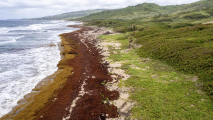 Barbados Sargassum