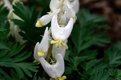 Dutchmans breeches is a perennial herbaceous plant native to rich woods of eastern North America.