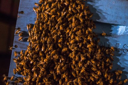 California's unusual winter weather presented challenges for U.S. beekeepers