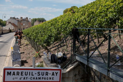 Champagne grape harvest starts in France's champagne region
