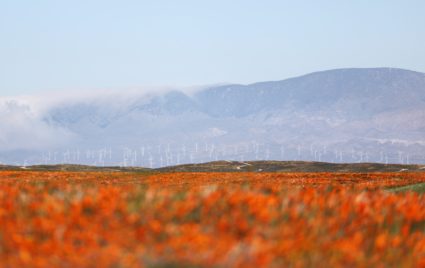 Poppies super bloom near the Antelope Valley California Poppy Reserve in Lancaster