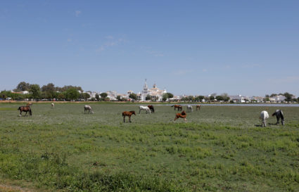 Horses graze on the marsh affected by the drought near the shrine of El Rocio in Donana National Park, one of Europe's largest wetlands and a wintering location for migratory birds, after a plan to legalise irrigation around the wildlife reserve by the Andalusian government sparked an outcry during a prolonged drought, in Almonte, southern Spain April 20, 2023. Photo by Jon Nazca/REUTERS