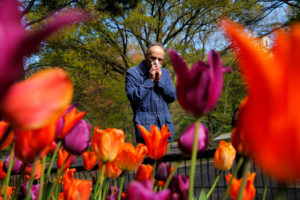 A man covers his nose after sneezing as he walks past a bed of tulips while walking through Central Park in New York