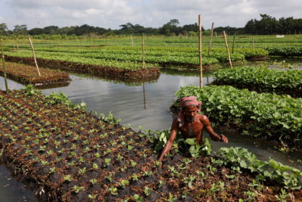 The Wider Image: Bangladesh farmers revive floating farms to fight climate change