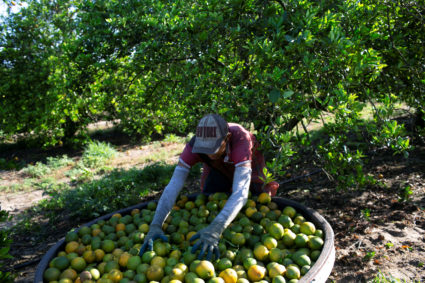 A Mexican migrant worker collects oranges during a harvest at a farm in Lake Wales