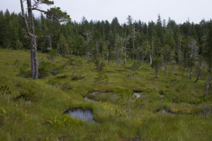 Supreme Court strips federal protections from some wetlands, boosts property rights