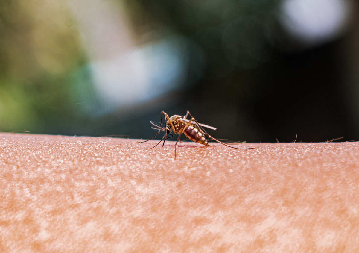Here are the repellents you can use to avoid mosquito bites PBS News