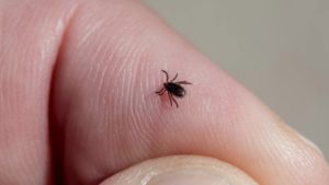 Tick