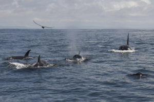 orca