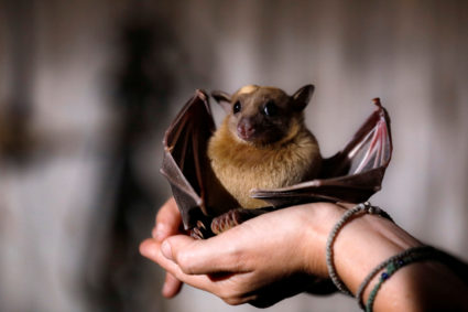 Lee Harten, a PhD candidate of Tel Aviv University School of Zoology, holds an Egyptian fruit-bat during an interview with...