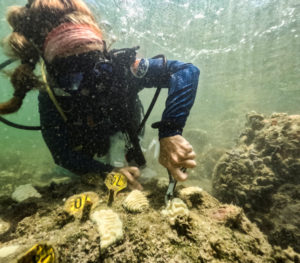 High temperatures threaten Florida's coral reefs