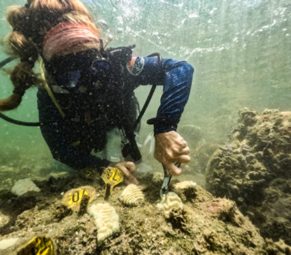 High temperatures threaten Florida's coral reefs