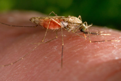 malaria