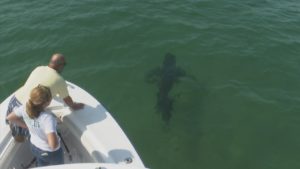 sharks