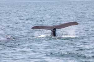 whale