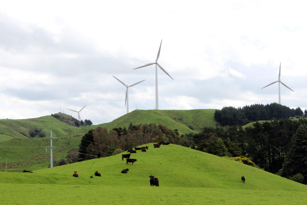 Cows graze near wind farms on the east coast region of Hawke's Bay, New Zealand October 30, 2020. Picture taken October 30...